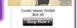 Magenta Orchid Medley $99