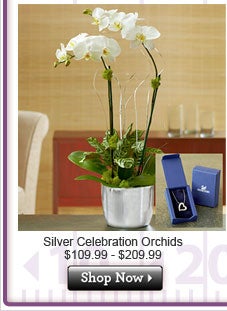 Silver Celebration Orchids $109.99$209.99