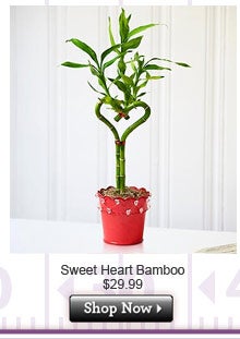 Sweet Heart Bamboo $99-$99