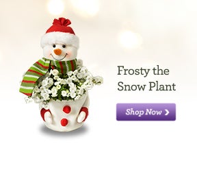  Flowers Free Shipping on 800 Flowers Com Coupons  Free Shipping Upgrade  Guaranteed Christmas
