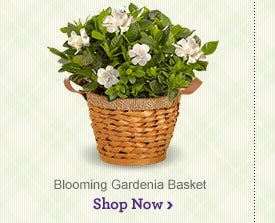 Blooming Gardenia Basket