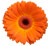 Daisies