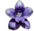 Delphinium
