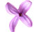 Lilacs