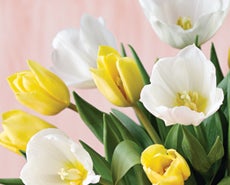 Martha Stewart from 1-800-Flowers.com