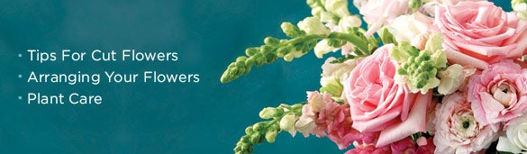 Flower Care and Styling from Martha Stewart
