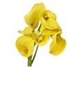 Bouquets
