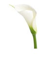 Calla Lilies