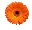 Daisies