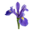 Irises