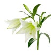 Lilies