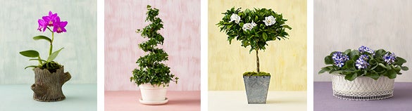 Plants