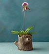 TREE STUMP PLANTER