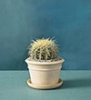 NATURAL CERAMIC PLANTER