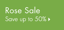 Rose Sale Up to 50%