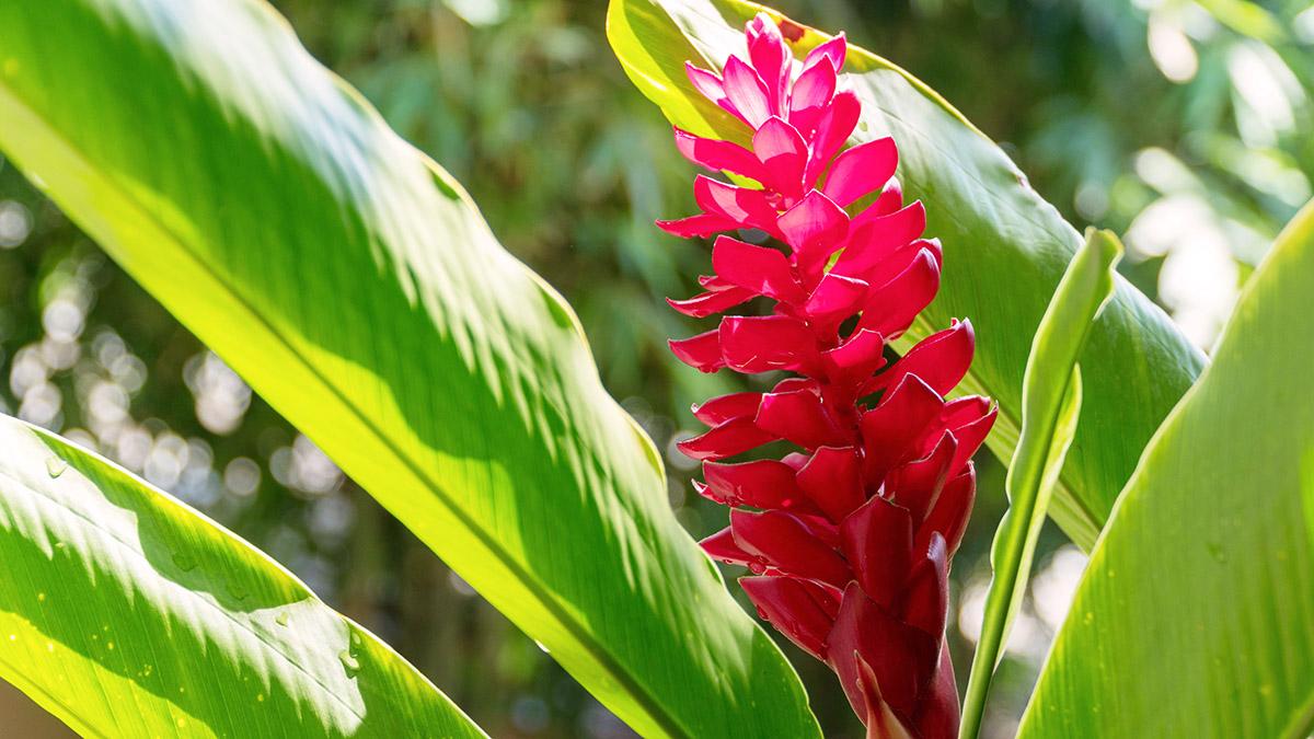 Beautiful blossom red ginger flower with leaves on nature backgr