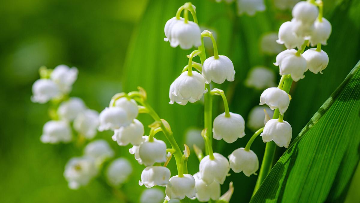 Flower Spring Sun White Green Background Horizontal. Spring flower lily of the valley. Lily of the valley. Ecological background Blooming lily of the valley green grass background in the sunlight.