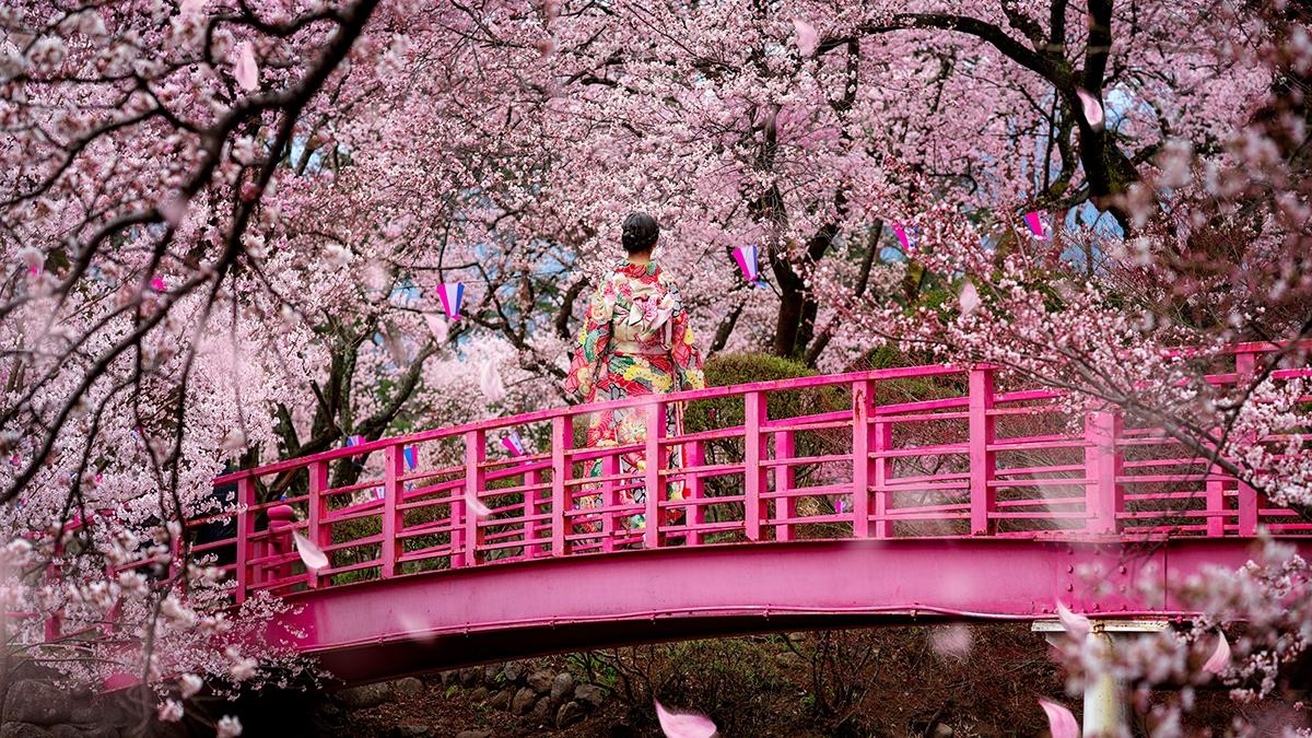 traveller girl walk on the wooden bridge in sakura flower garden