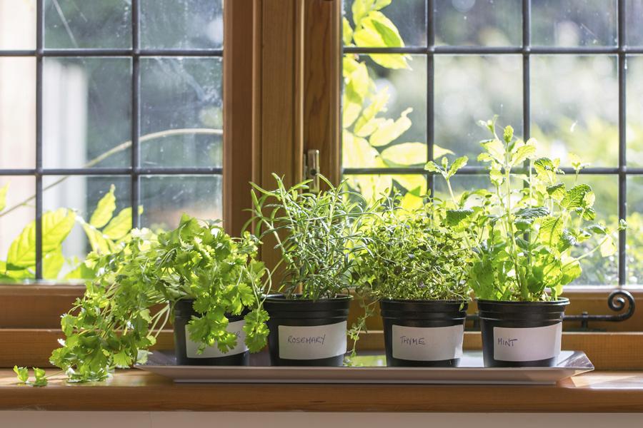 herbs for an indoor herb garden
