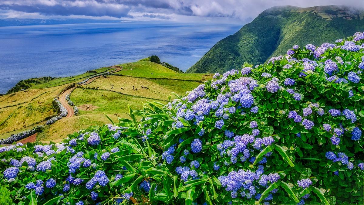 Image of beautiful landscape with hydrangeas and a path leading to the atlantic on the azores