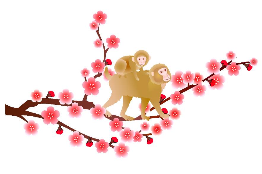 monkey japanese cherry blossom