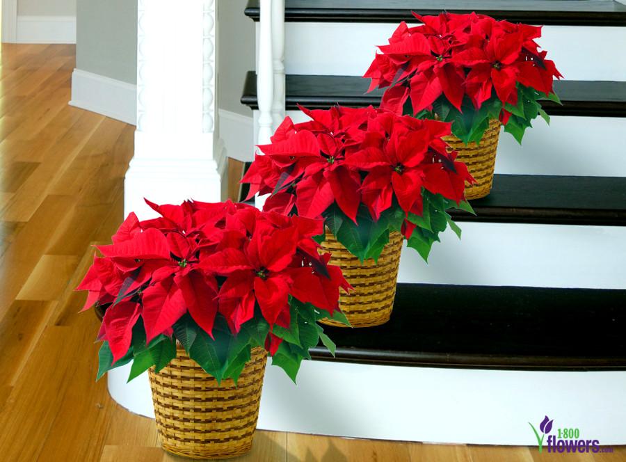 poinsettia plants on stairs