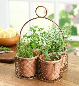 container herb garden grow herbs in the house