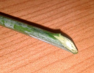 stem cut at an angle angled flower stem