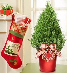aromatic-rosemary-tree