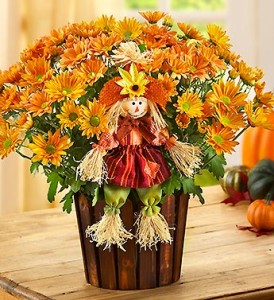 Fall Mums Plant from 1800flowers Fall Country Mum Plant from 1800flowers