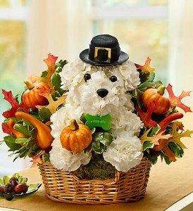 pilgrim-pooch