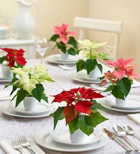 Poinsettia Party Pack