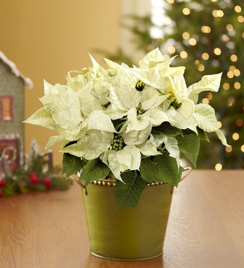 White Poinsettia