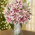 Candy Cane Lilies