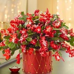 Christmas Cactus