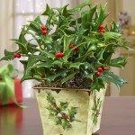 Christmas Holly