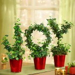 Joy to the World Ivy Topiary
