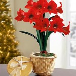 Nantucket Amaryllis