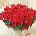Poinsettia Plant