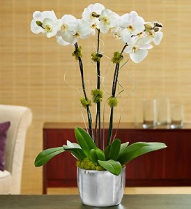 Silver Celebrations Orchids