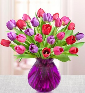 Tulip Garden