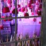 Hanging Roses