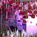 Close-Up of Hanging Roses