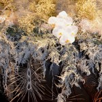 Whimsical Orchid Display
