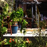 Garden Landscape