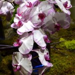 Orchids