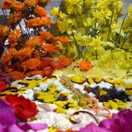 Close-Up of Flowers