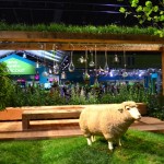 Sheep
