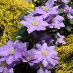 Beautiful Flowers