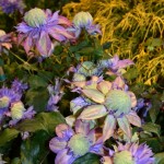 Beautiful Purple Flowers